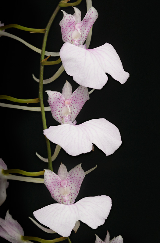 Comparettia macroplectron