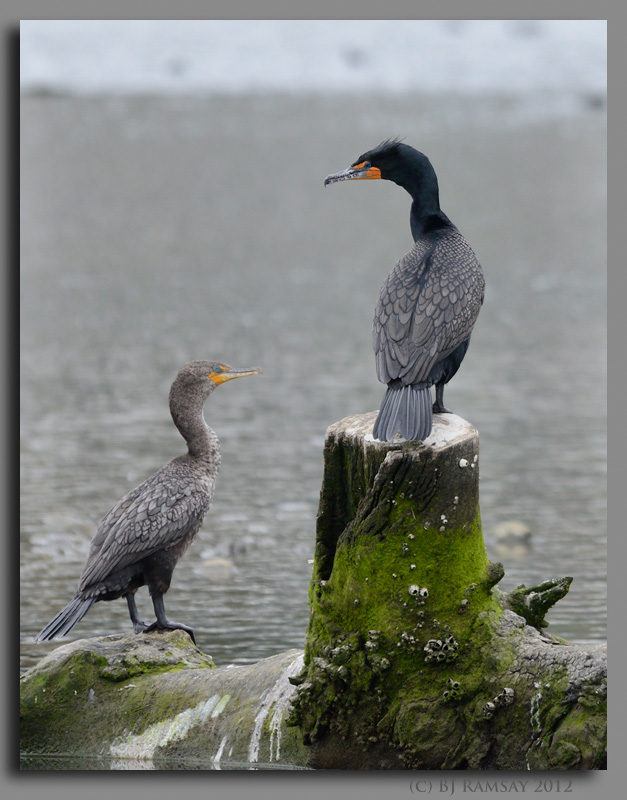 Double Crested Cormorants