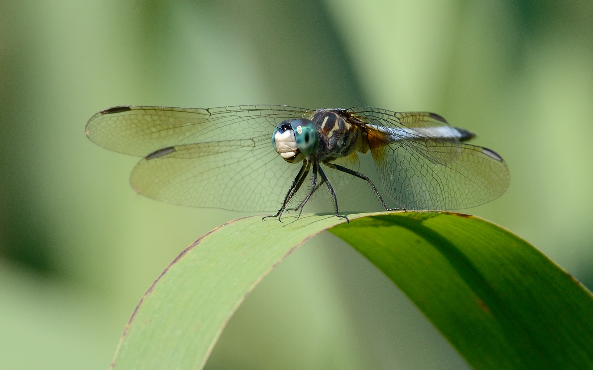 Dragonfly