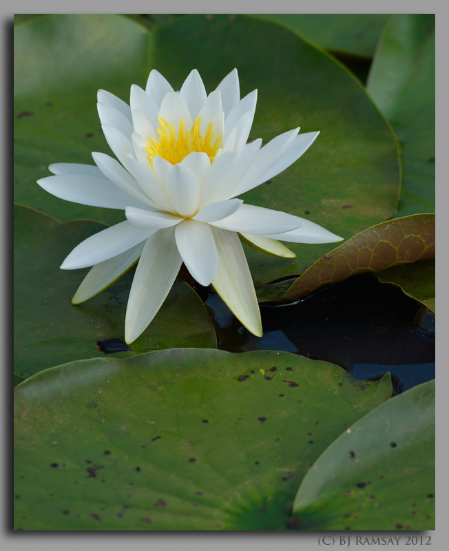 Kenilworth Aquatic Gardens