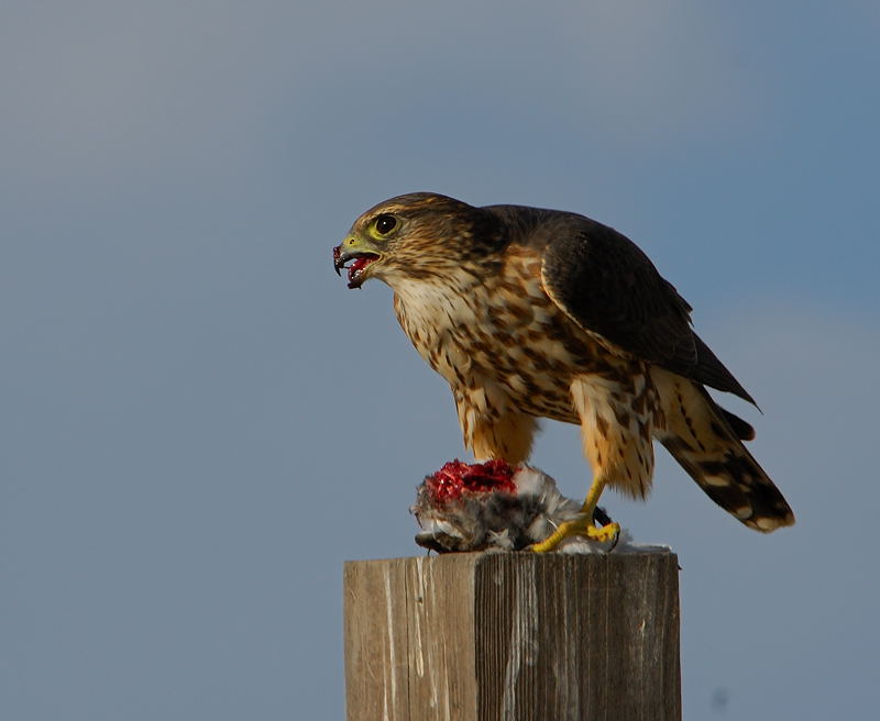 Merlin with Breakfast