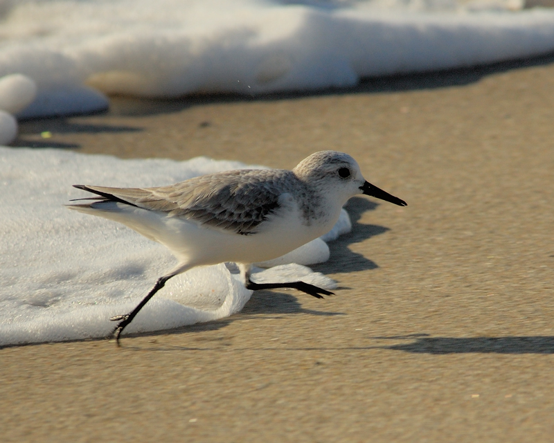 Sanderling