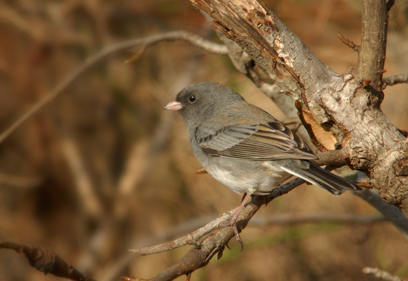 Junco
