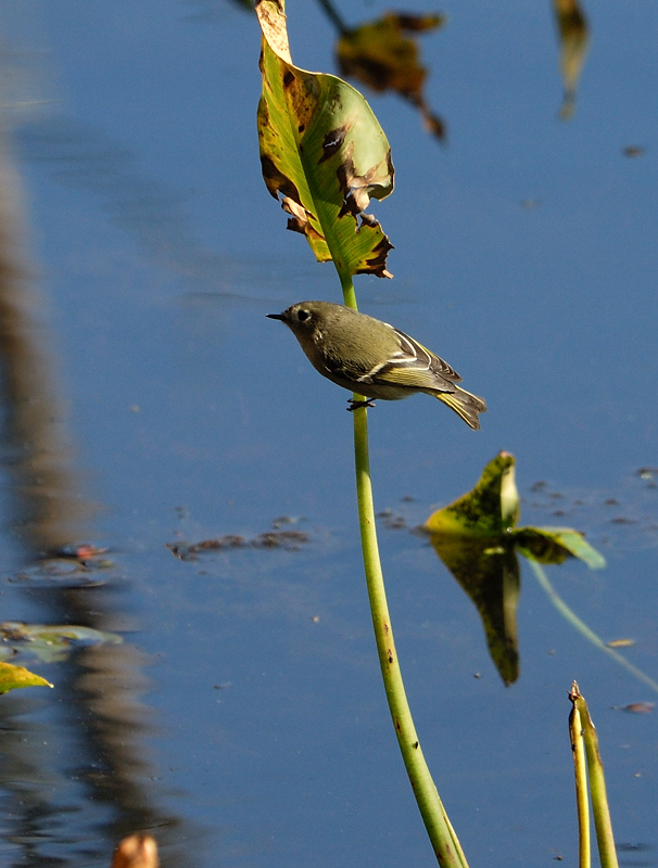 Ruby-crowned Kinglet