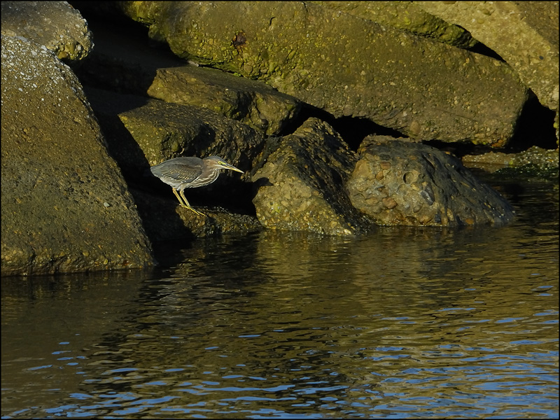 Green Heron
