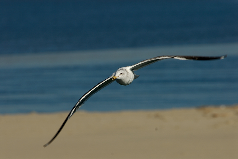 Western Gull