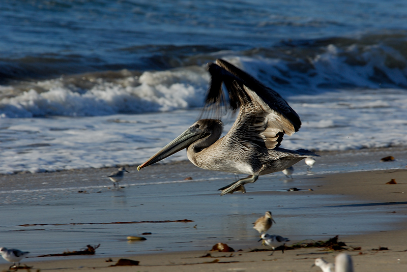 Im landing here! - Brown Pelican