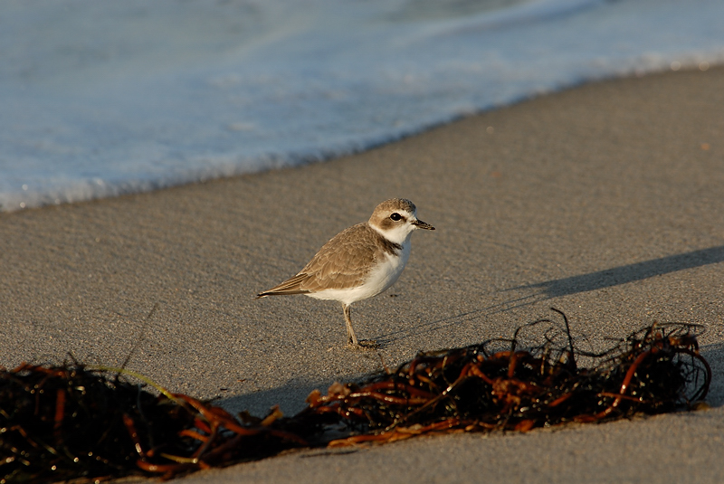 Snowy Plover