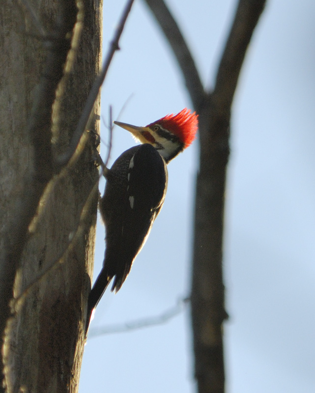 Pileated Woodpecker