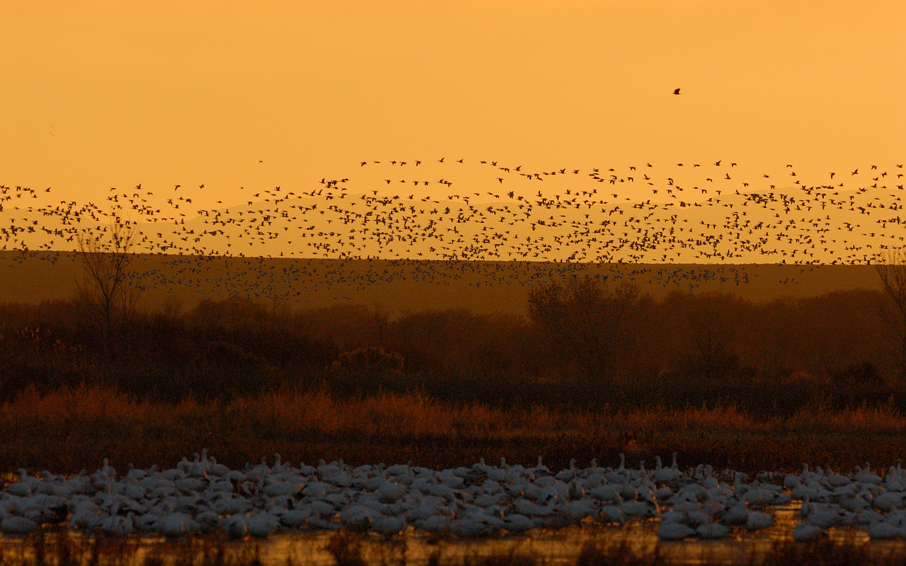 Bosque del Apache Sunrise