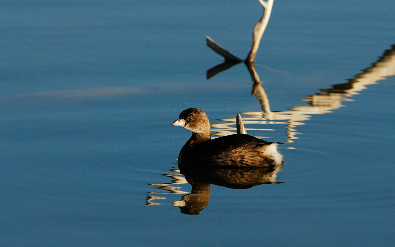 Pie-billed Grebe