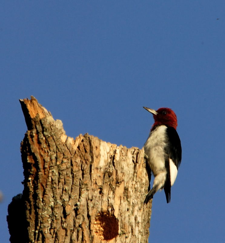 Red Headed Woodpecker