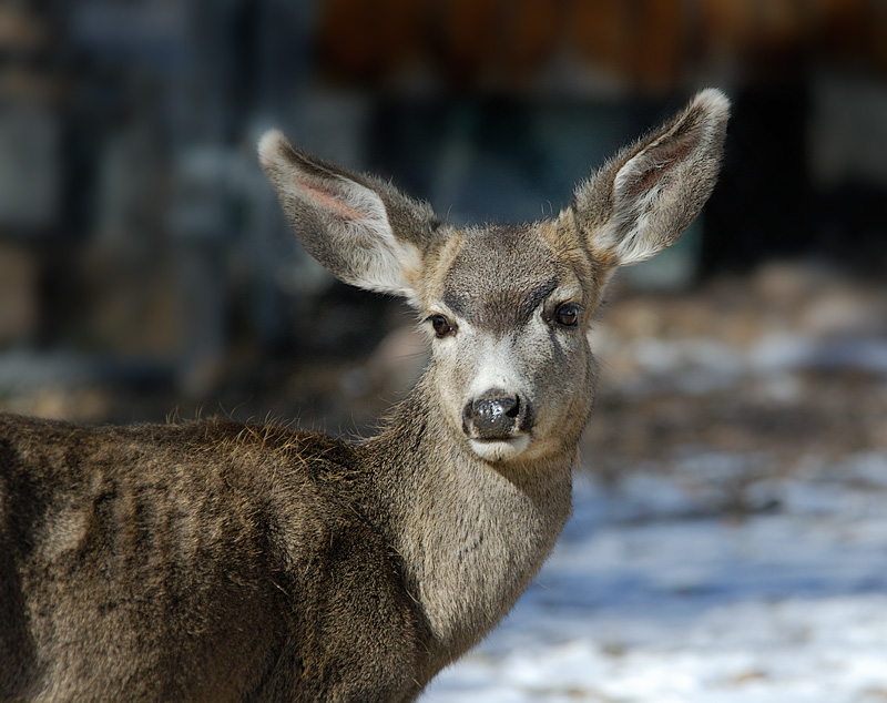 Young Mule Deer Watches Intently.