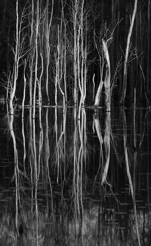 Beaver Pond