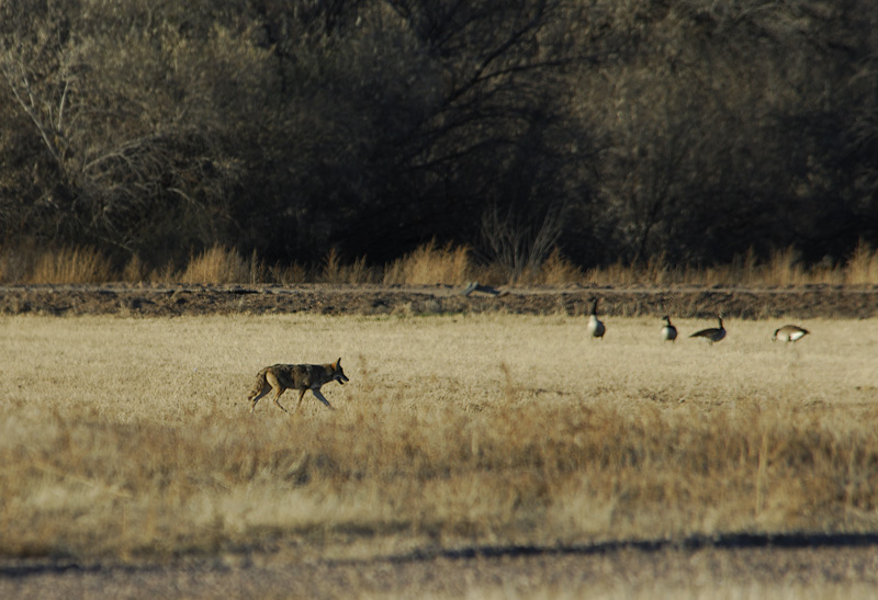 Coyote and Canada Geese