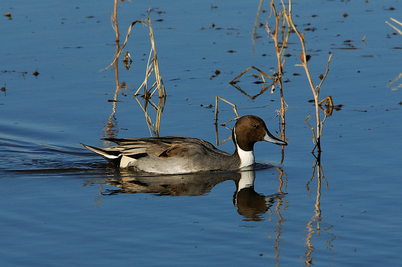 Pintail Duck
