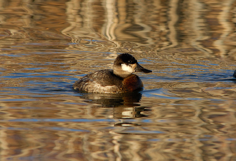 Rudy Duck