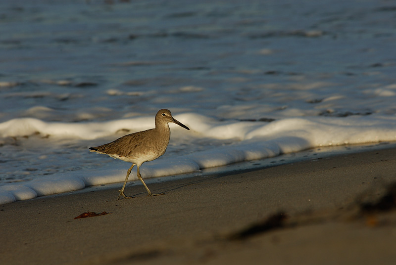 Willet
