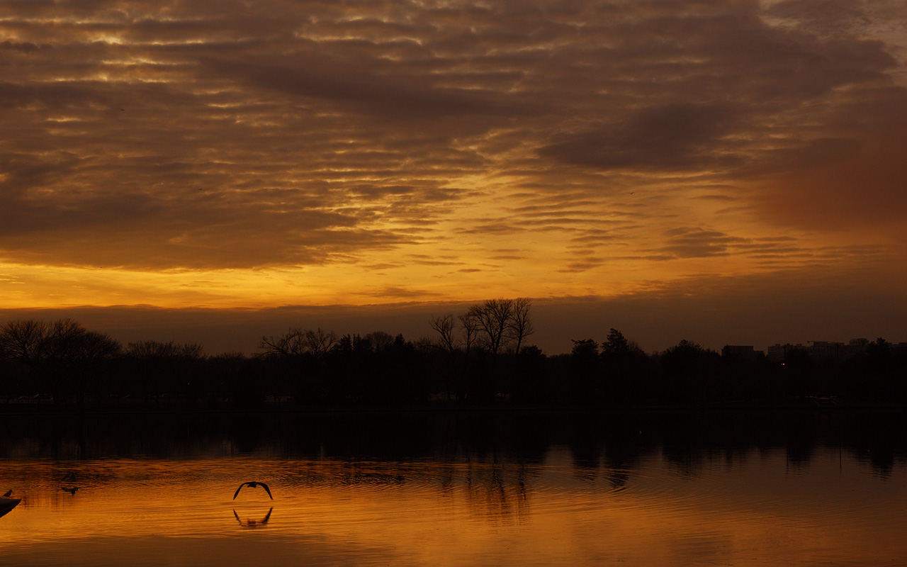 Great Blue Heron over the Tidal Pond