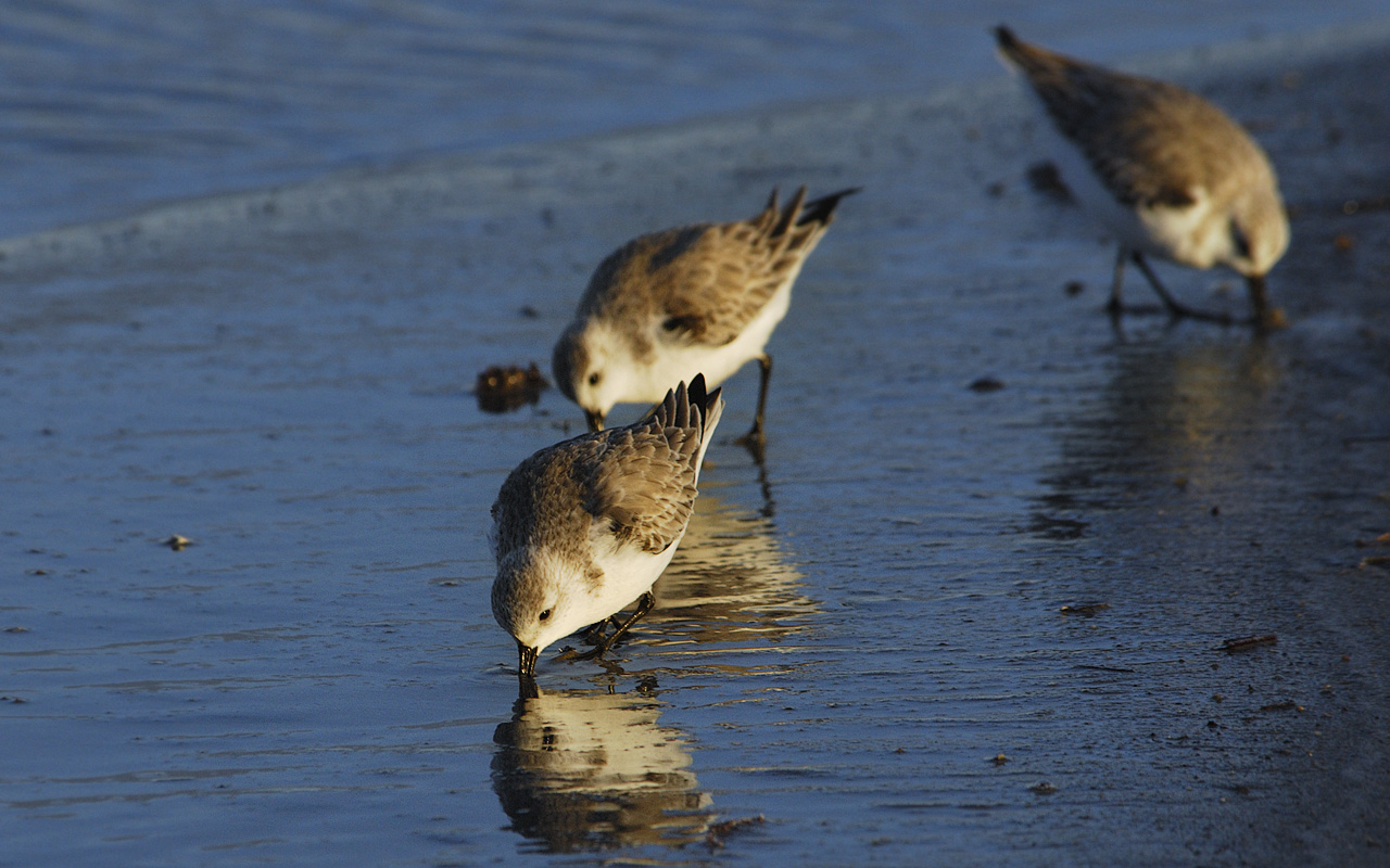 Sanderlings Eating a Sunset Dinner