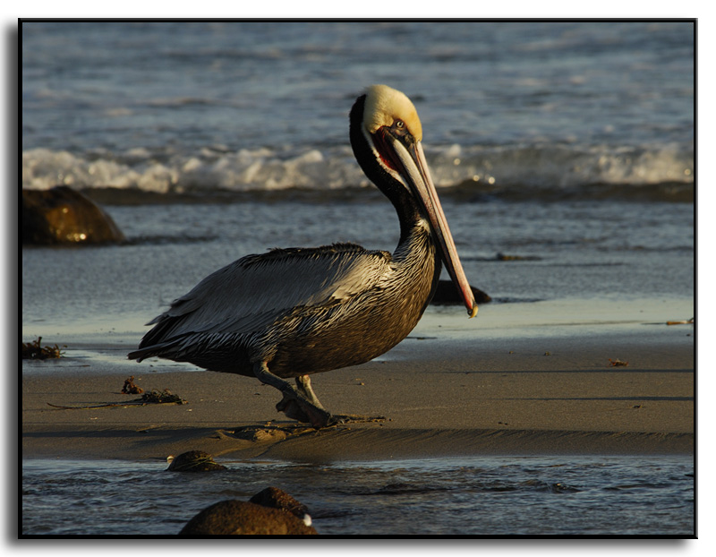 Pelican