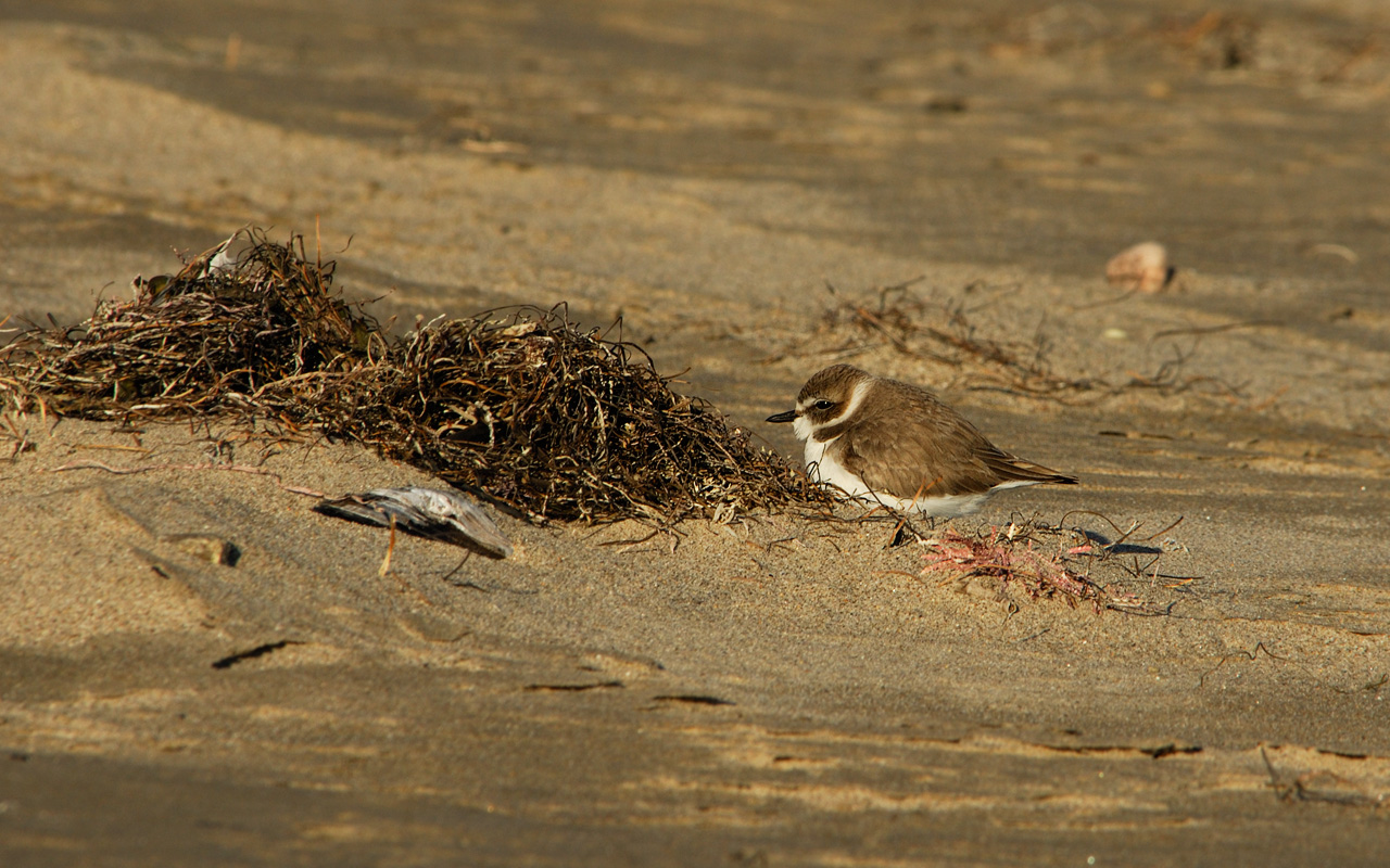 Snowy Plover Getting Shelter Behind a Wind Break