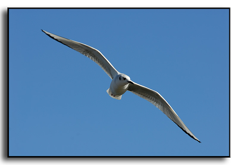 Bonapartes Gull