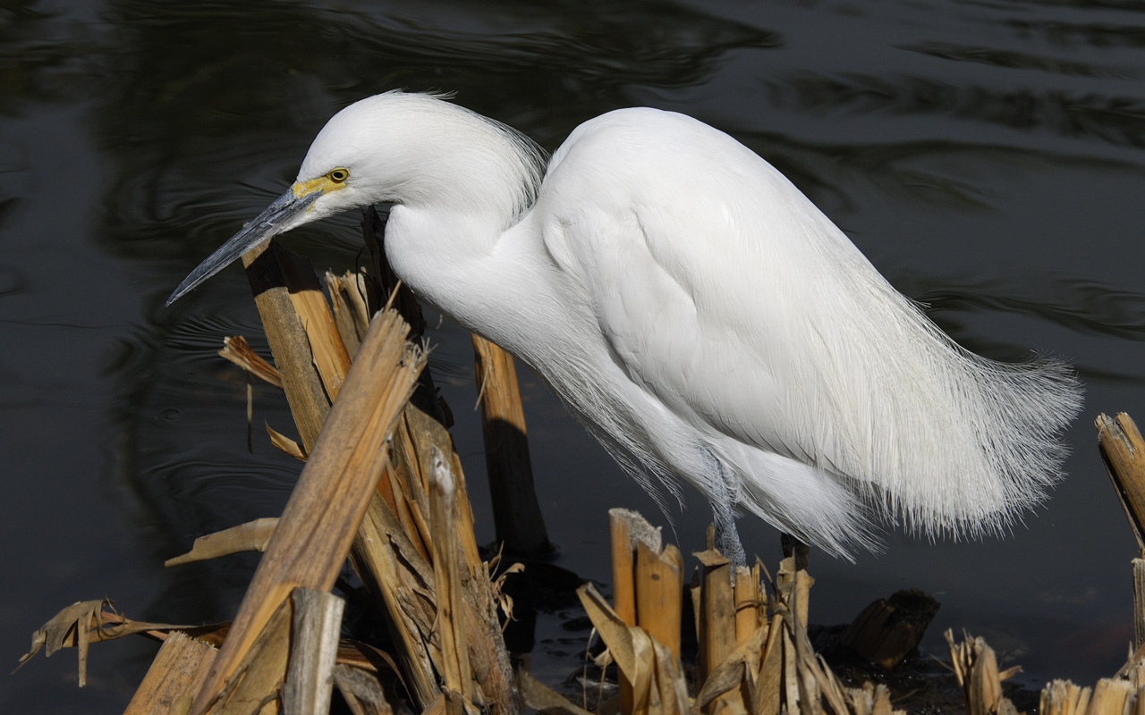 Snowy Egret