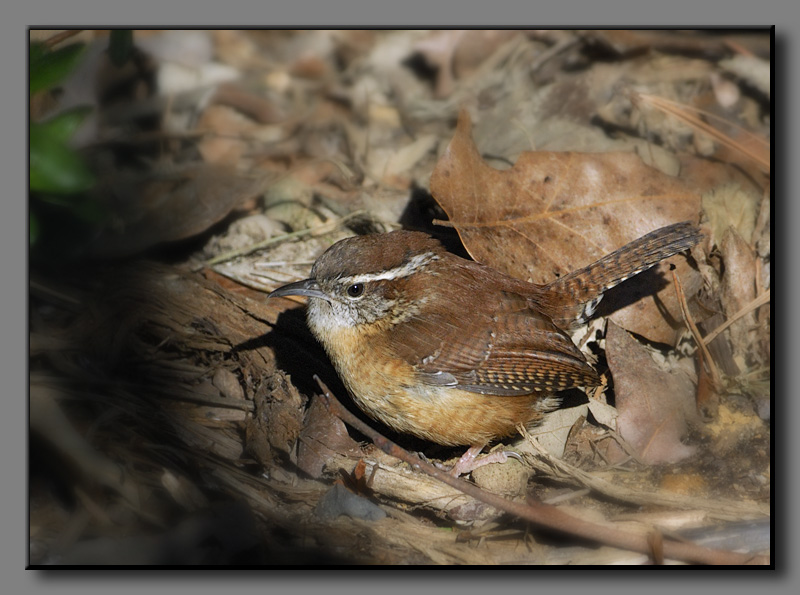 Carolina Wren