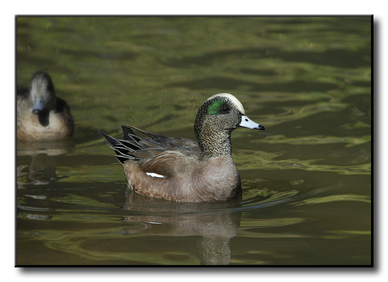 American Widgeon