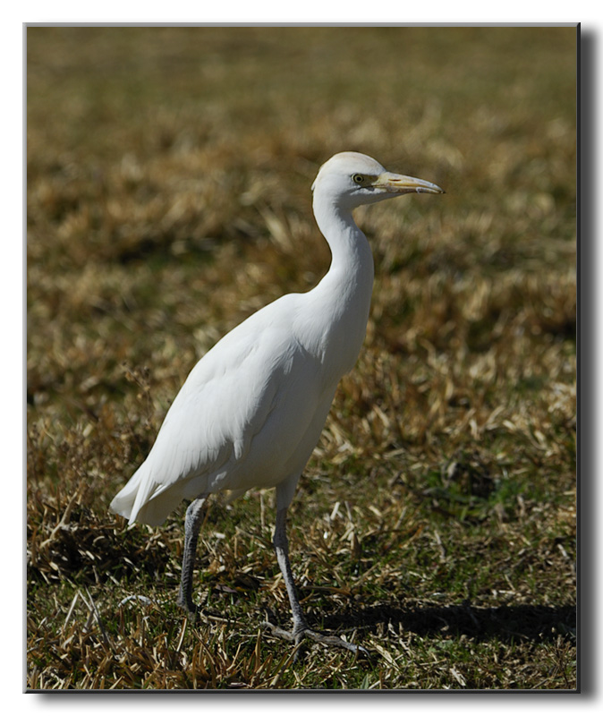 Cattle Egret