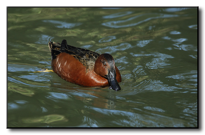 Cinnamon Teal
