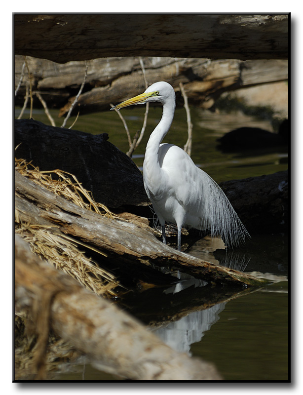 Great Egret