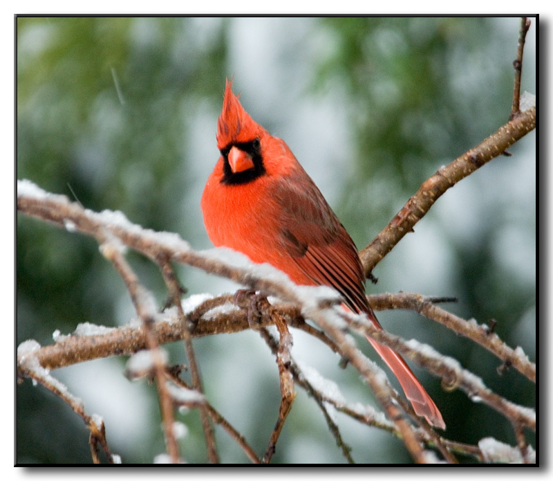 Male Northern Cardinal