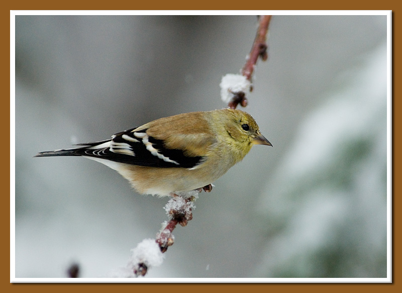 Goldfinch