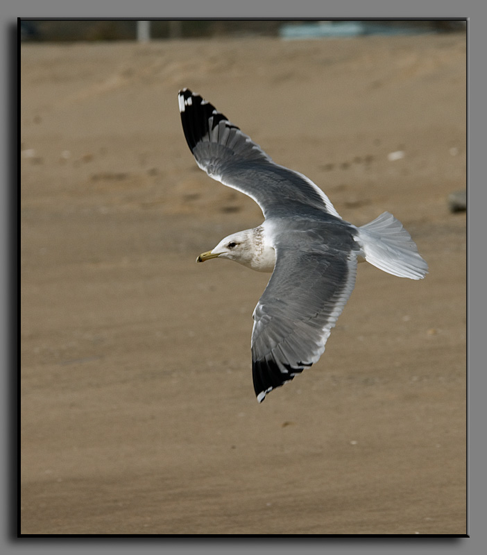 California Gull