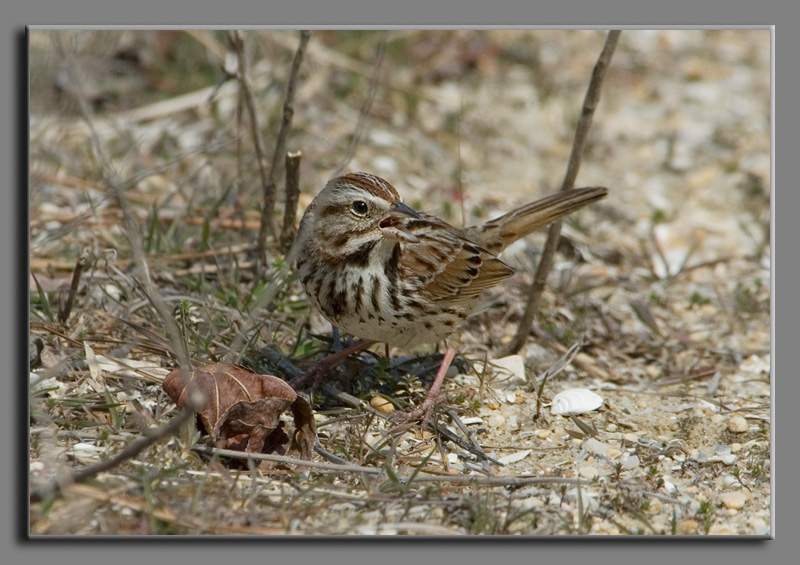 Song Sparrow