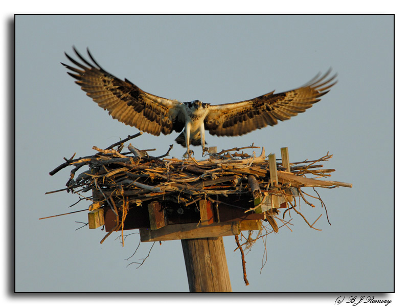 Female Returning to Her Nest