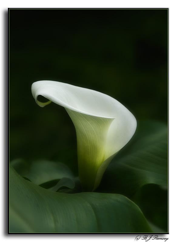 Cala Lily