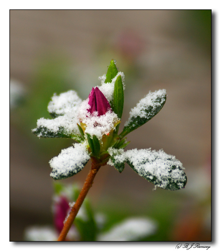 Azelia Bud in Snow