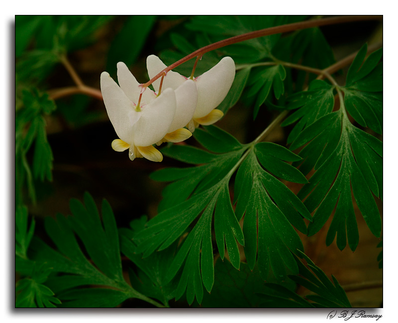 Dutchmans Breeches