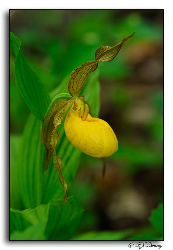 Yellow Lady Slipper