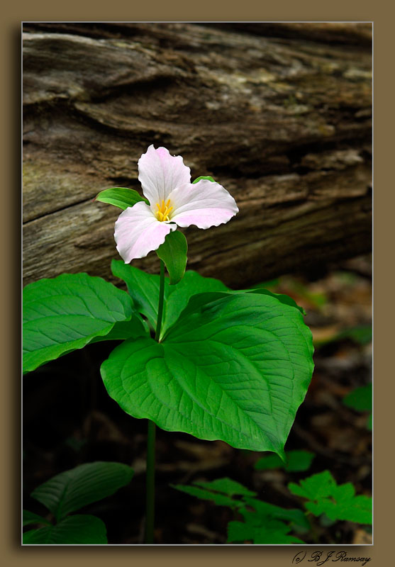 Trillium