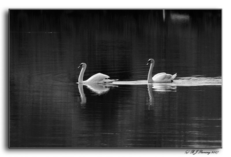 Swans