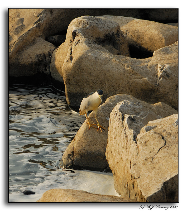 Night Heron on the Rocks