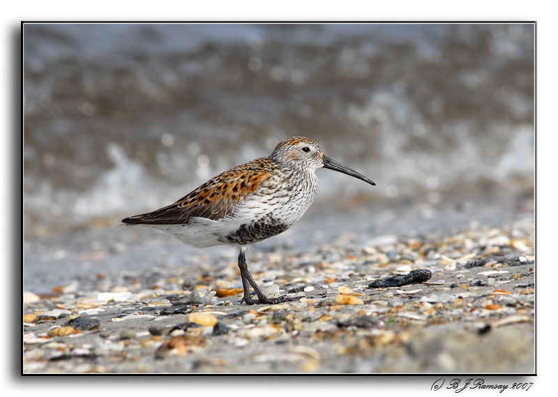 Dunlin