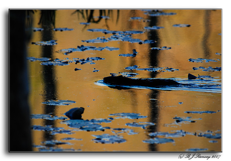 Beaver at Sunset