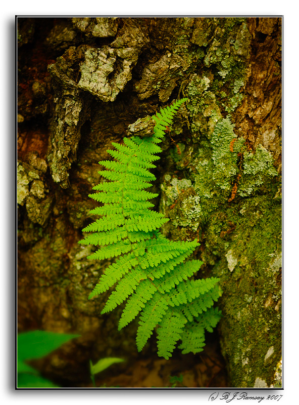 Fern above White Oak Canyon