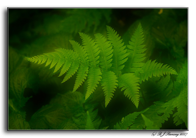 Fern