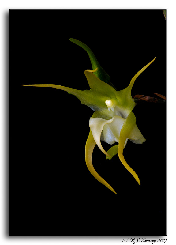 Aeranthes grandiflora